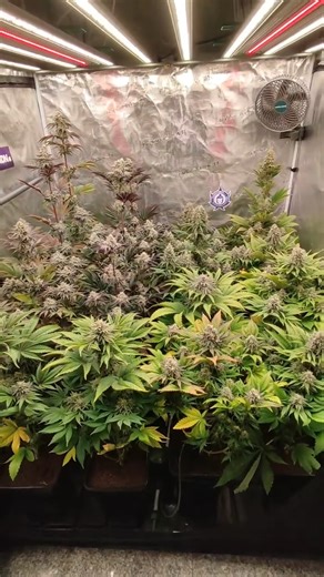 What a difference they've made on the FC6500-EVO ADlite in just a few months! 📸cultivo.deflores | Mars Hydro LED