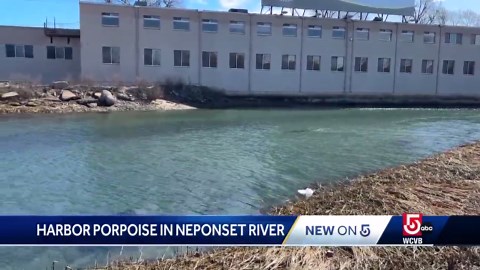 Harbor porpoise spotted in Neponset River in Boston