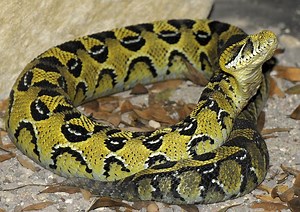 Bitis parviocula - Alchetron, The Free Social Encyclopedia