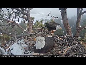 Jackie, Shadow Storm in the valley Big Bear Bald Eagle Live Nest Cam 1 / Wide View - Cam 2