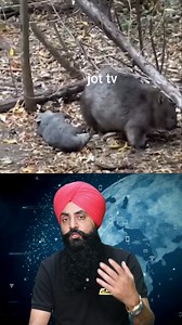 433K views · 5.4K reactions | Meet the Wombat: Australia's Most Adorable and Fascinating Animal #Wombats #Wildlife #Australia | JoT Tv Australia | Facebook