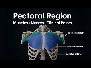 Pectoral Region Anatomy | Muscles, Fascia, Nerve Supply & Clinical Points
