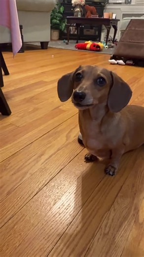 Funny Dachshund Fails & Sausage Flipping Mishaps