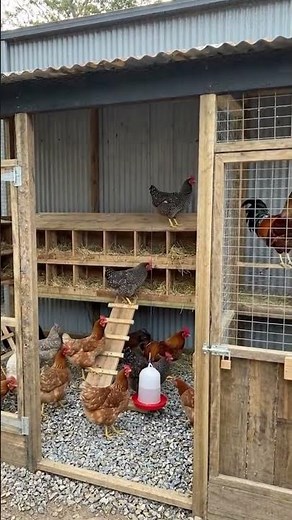 Modern Chicken Coop Design: A Smart Approach to Raising Healthy Poultry
