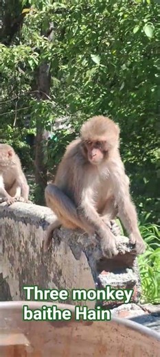 Three monkeys enjoying the view." #monkey #monkeylife #monkeysr #animallife #funnymonkeys