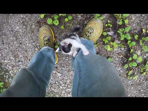 "Rescuing a Cat" I was riding my motorcycle on a forest road and found some abandoned kittens, so...