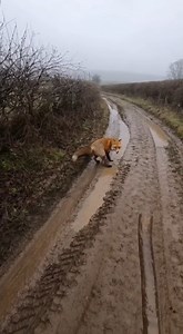 1.5M views · 4K reactions | On a muddy country lane, a red fox paces in circles, snarling and snapping. The filmer shouts and waves a stick, backing up as the fox refuses to retreat. Then it springs straight at the camera hand, teeth and mud flying. The phone slams into the ground under a blur of orange fur and water. #fox #rural #wildlife #nature #shorts | Wild Animal Encounters | Facebook