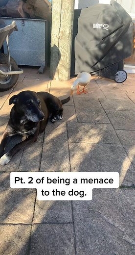 Dennis the Menace Jackson: Ducks Dodging Dogs Pt. 2