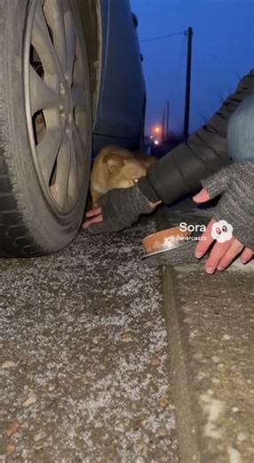 Tiny Fox Kit Needs Help! Roadside Rescue at Night