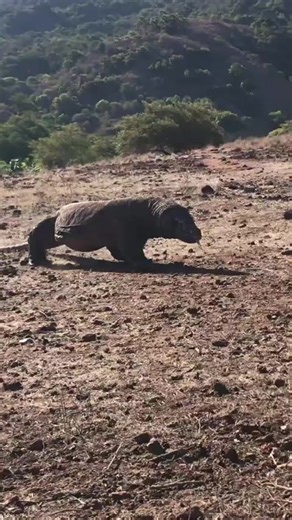 #komododragon #animals #goat #wildanimals #thegioidongvat
