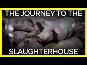 Did You Know the Journey to the Slaughterhouse Can Be Deadly?