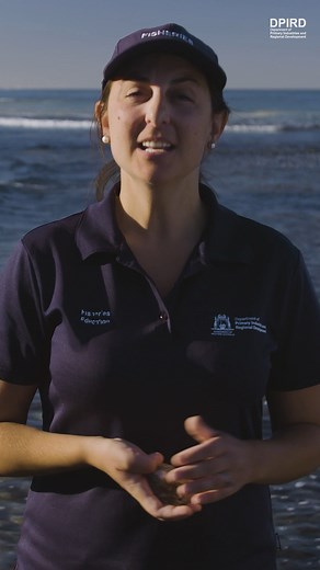 Heading out to catch a feed of abalone this season? Here are our top 3 tips for fishing safely and sustainably! 💳 Get a licence and keep it on you 🙅‍♀️ Can’t swim? Don’t get in 📏 Measure before removing | Fisheries WA