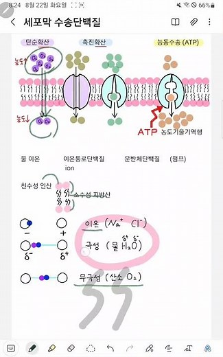 1분생물 #세포막#통로단백질#단순확산#촉진확산#능동수송#운반체단백질#친수성#소수성