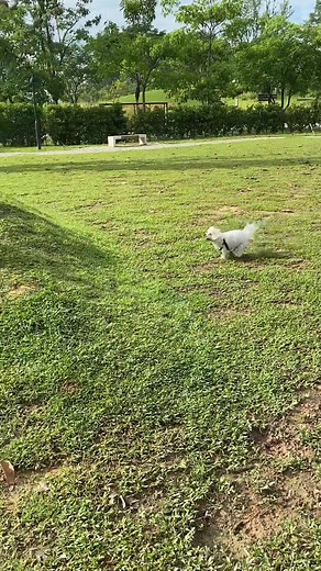 Zoomies with furiends 🐾🐾💨💨 . . #dogsoftiktok #petsoftiktok #malteseoftiktok #tiktokdogs #cutedog #dogoftheday #zoomies #cutedogsoftiktok #doglover #dog #dogrun #dogrunning #dogpark
