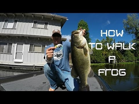 Bass Fishing: How to walk a Frog