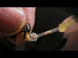 The delicate work of bee breeding