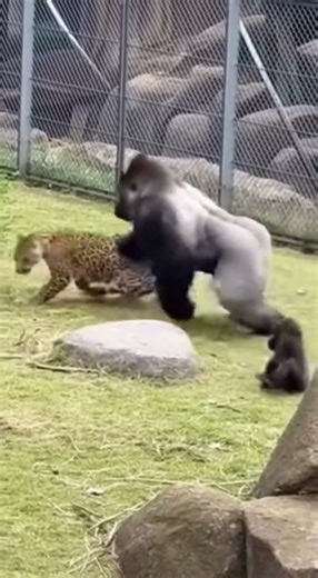 Silverback ATTACKS Leopard - SAVE Baby 😱 #shorts #viral #trending