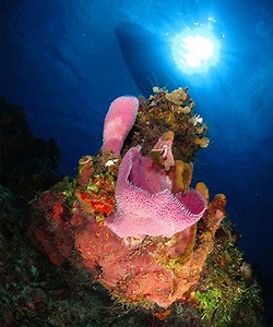 SDI & PADI Scuba diving From CANCUN with Dressel | 20% OFF