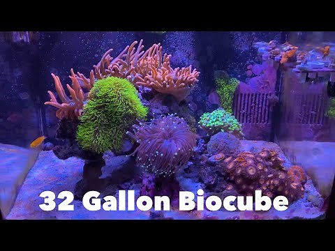 32 Gallon Biocube Reef tank Update!