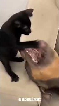 Grappige Honden Video’s die je zeker laten lachen 🤣🐾 #13