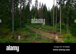 Close-up cinematic view of tall dense forest trees with lush green vegetation on the ground. Perfect for concepts of wilderness, ecology, environment, untouched nature, and outdoor exploration Stock Video Footage - Alamy