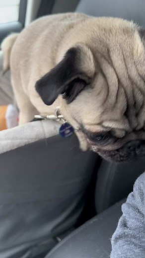 Pickles & Pancake on TikTok