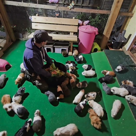 The Guinea Pig Whisperer #viral #guineapig #trending #shorts #youtubeshorts #fyp #video #ytshorts