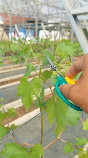 35K views · 342 reactions | Cara meratakan Tersier Anggur, dengan membatasi setiap tersier yang paling subur duluan, atau bisa di lakukan sistem 5 ,5,5 daun , setelah rata di 5 daun pertama, tambah lagi 5, daun san 5 daun sampai 15 daun #anggurimport #anggurindonesia #anggurtasikmalaya #grape #grafting | Ridwan N. A | Facebook