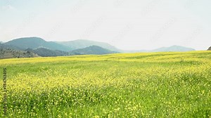 Spring, Spring wheat field, A plain full of spring flowers, A person who walks in a field full of spring flowers, A couple walking in a field full of flowers, A woman walking in a field full of spring