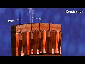 Earthworm: respiration