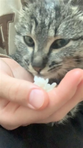 Cute cat😍😍😍