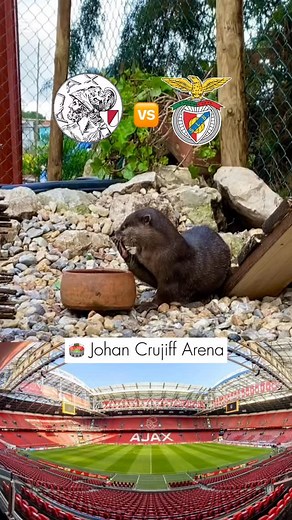 144 reactions · 12 shares | A previsão do “Caramelo” para o jogo entre Ajax e Benfica na Liga dos Campeões #previsao #ajax #benfica #championsleague #uefachampionsleague | Quinta Pedagógica Bambilocas | Facebook