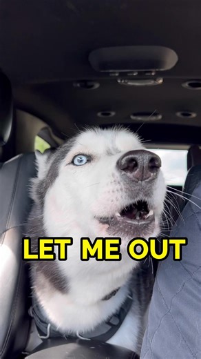 car rides with a husky be like… #doggo #dogs #husky #mypet