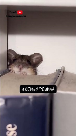 When the Cats Found a Mouse 🐭