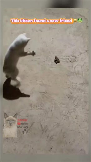 Cute Kitten Playing With a Frog 🐱🐸 #kitten #cat #cute #funnycats #animalfriends #shorts #cutecat