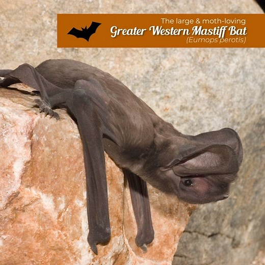Day Three of #BatWeek! Today we're talking about the Greater Western Mastiff Bat. The largest bat in America, they need at least a 20 foot vertical drop from their roosts to gain enough speed for flight - in fact, if they end up on the ground, they have to climb high enough to take flight again! 😆🦇🖤 | Arizona Game & Fish Department