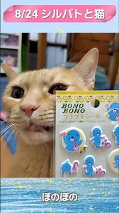 8/24シルパトと猫😺ぼのぼの☆うちのタマ知りませんか？