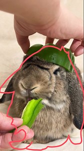 1.9K views · 16 reactions | Caught in the act! ✨ Watch Dumbo hit the funniest poses and get outlined! Want more bunny fun? Click the GuineaDad.com! #BunnyLaughs #OutlineChallenge #cutebunny #bunnies #rabbits #rabbitlife #bunnyboy #bunnybunny #rabbit #bunnylove #BunnyDad #BunnyGang | GuineaDad | Facebook