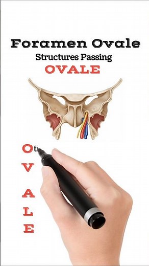 Structures Passing Through Foramen Ovale