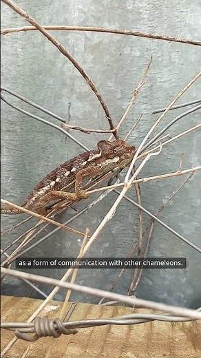 Chameleon Adaptations: Nature’s Masters of Camouflage