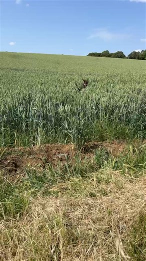 Playing in this wheat field with my frisbee 🐶🐾🤎 #springador #labrador #springerspaniel #happydog #funnydog #cutedog #springadorsoftiktok #dogsoftiktok #fyp