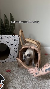 Shop these products and more with code LEAVES10 to save 10% on all Frisco products. | Chewy