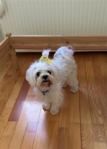 Adorable hair bows for your pup at Elite K9 Essentials