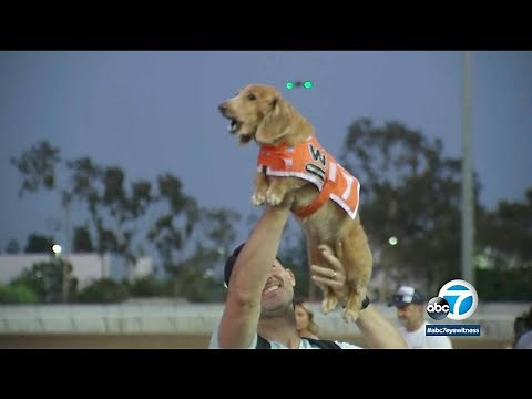 Fastest wiener dog in the West crowned at Wienerschnitzel race