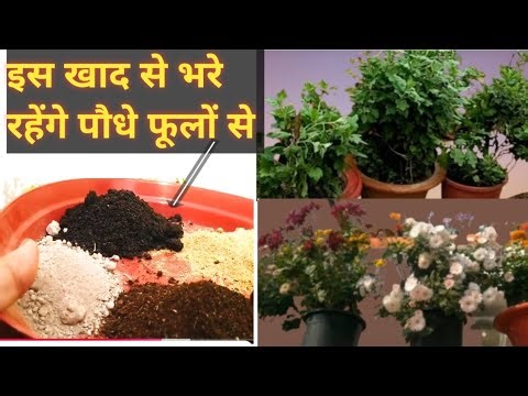 How to get heavy blooming from chrysanthemum Plants/ Rich fertilizer for Chrysanthemum plants