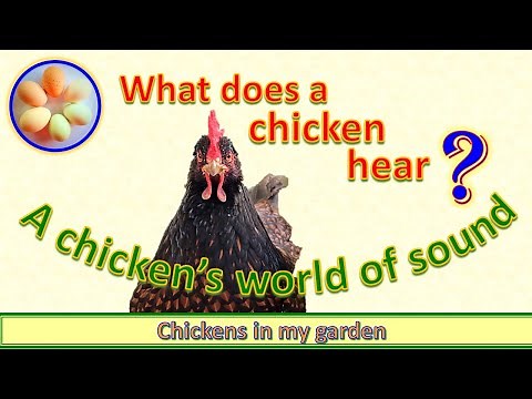 What does a chicken hear? A chicken's world of sound