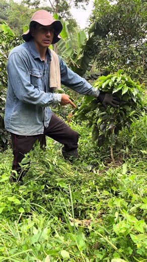 El antisemilla solo se aplica una vez. #campo #amoralcampo😍🤠 #agricultura #cafe #cafe