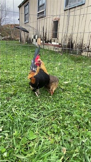 Golden Duckwing Old English Game Bantam pair 2025 spring hatch!
