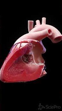 💓 Heart Valves: The Gatekeepers of Circulation 💓