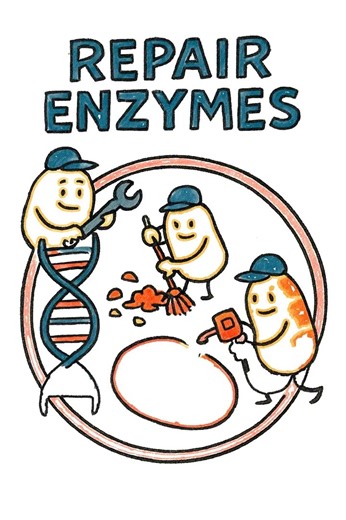 How Your Cells Repair Damage — Explained Super Simple #peptides #science #antiaging